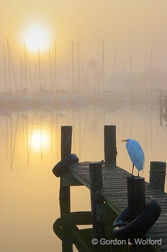 Egret Watching The Sun Rise_4709.jpg - Great Egret (Ardea alba) photographed at Rockport, Texas, USA.